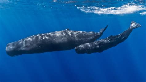 pene ballena azul|El pene de la ballena azul 